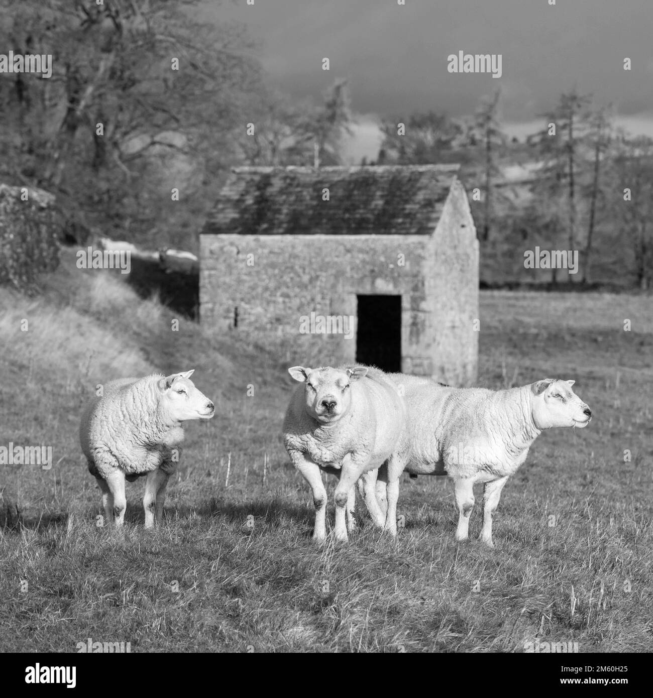 Le pecore Texel (Tips) all'inizio di gennaio si tenevano come un piccolo gruppo insieme dopo il loro uso nella stagione di allevamento autunnale. Foto Stock