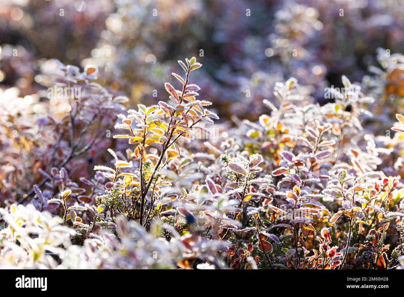 Foglie di mirtillo rosso di Bog gelate durante una fredda mattinata autunnale nel Parco Nazionale di Salla, Finlandia settentrionale Foto Stock