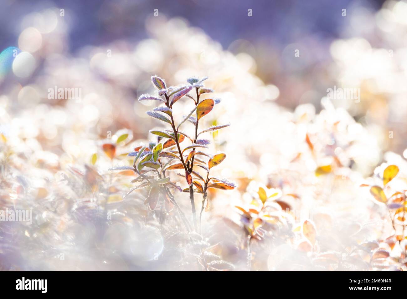 Foglie di mirtillo rosso di Bog gelate durante una fredda mattinata autunnale nel Parco Nazionale di Salla, Finlandia settentrionale Foto Stock