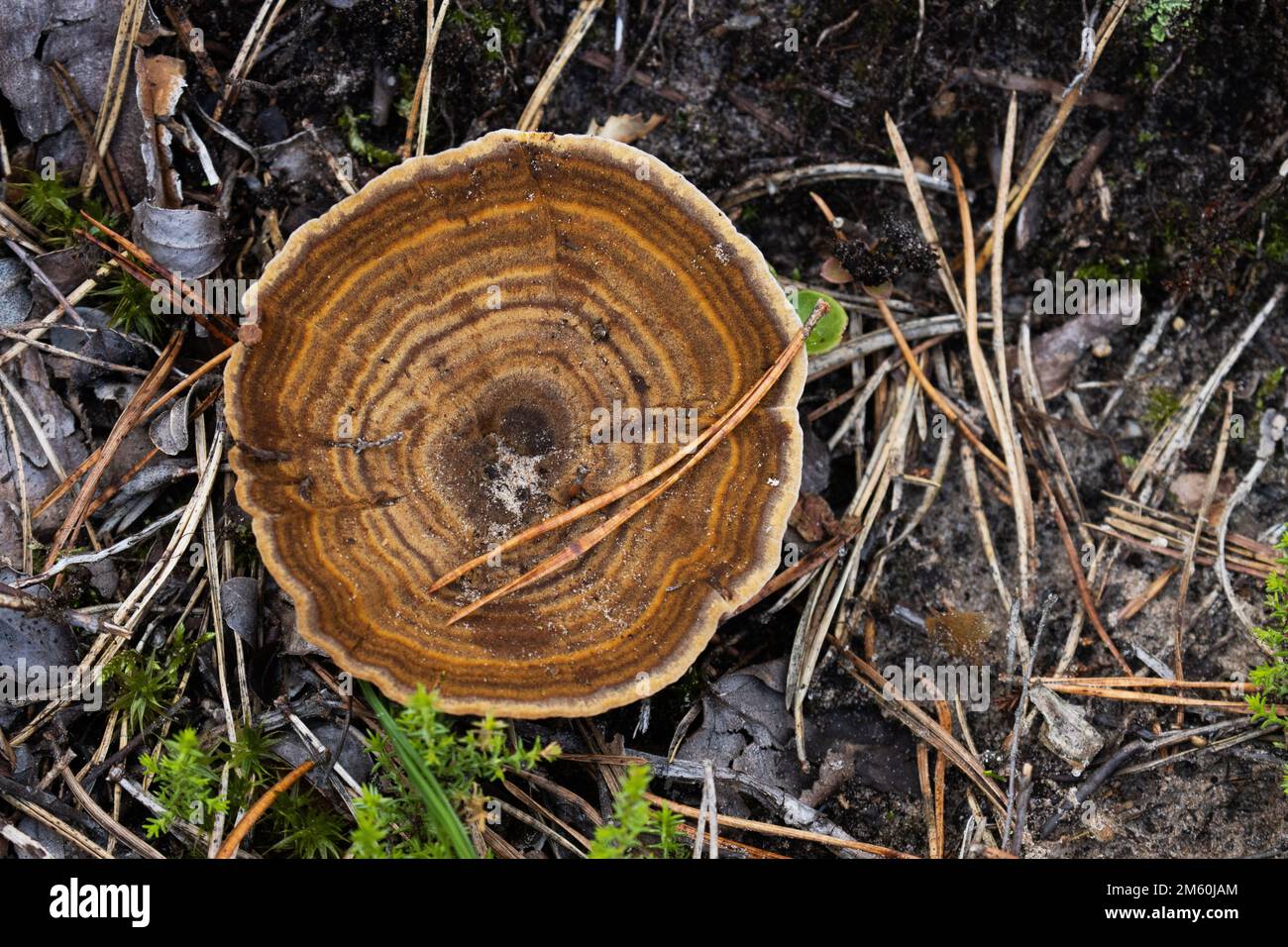 Primo piano del fungo dell'occhio della tigre brunastro che cresce in una foresta di conifere in Estonia, Nord Europa Foto Stock