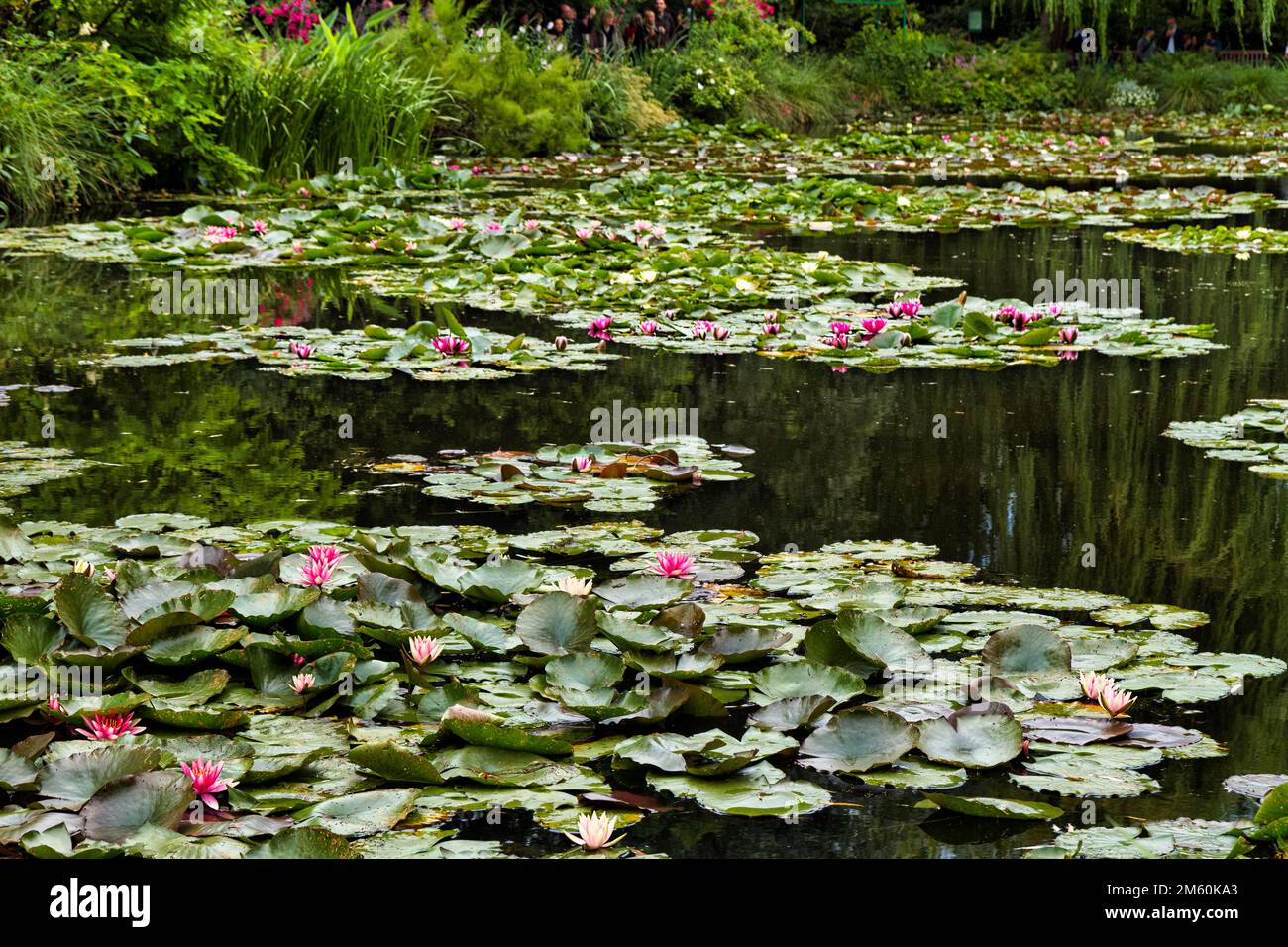 Laghetto di ninfee in fiore, Giardino Claude Monet, Giverny, Dipartimento Eure, alta Normandia, Francia Foto Stock