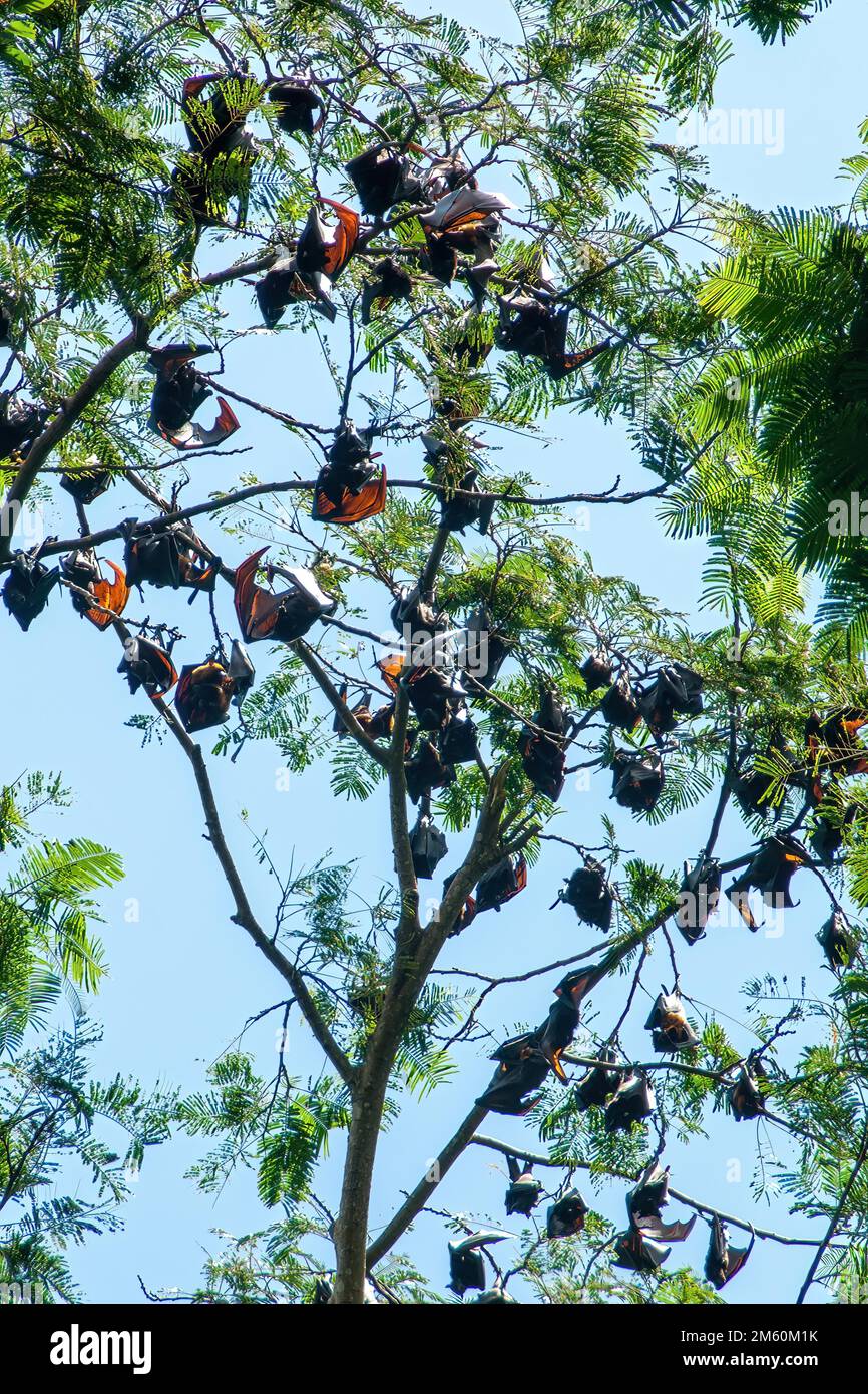 Colonia di volpe volanti con corona d'oro gigante (Acerodon jubatus) appesa capovolta nell'albero, Subic Bay, Luzon, Filippine Foto Stock