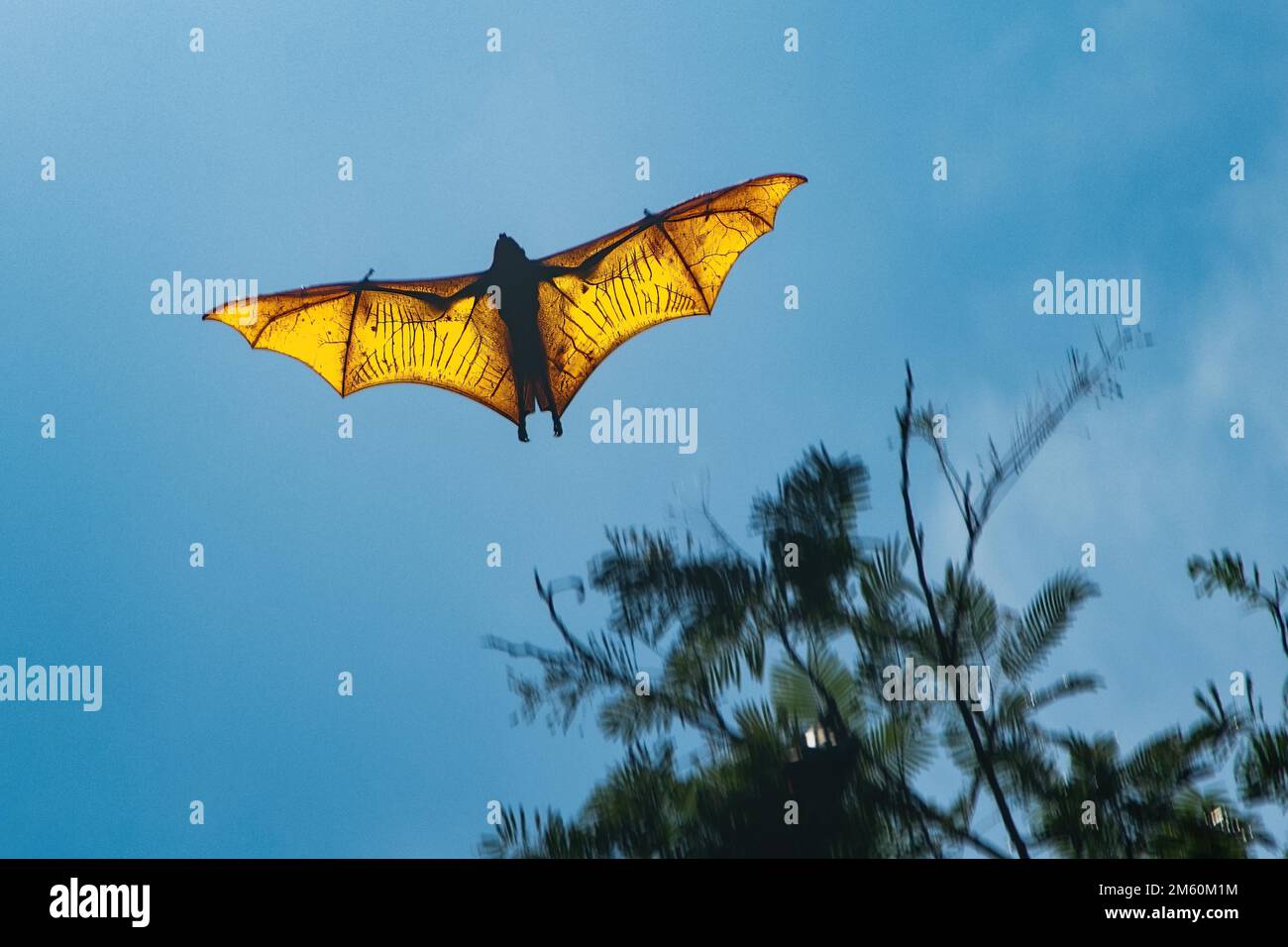 Grande esemplare di volpe volanti con corona d'oro gigante (Acerodon jubatus) salta volando con le ali di braccia tese, Subic Bay, Luzon, Filippine Foto Stock