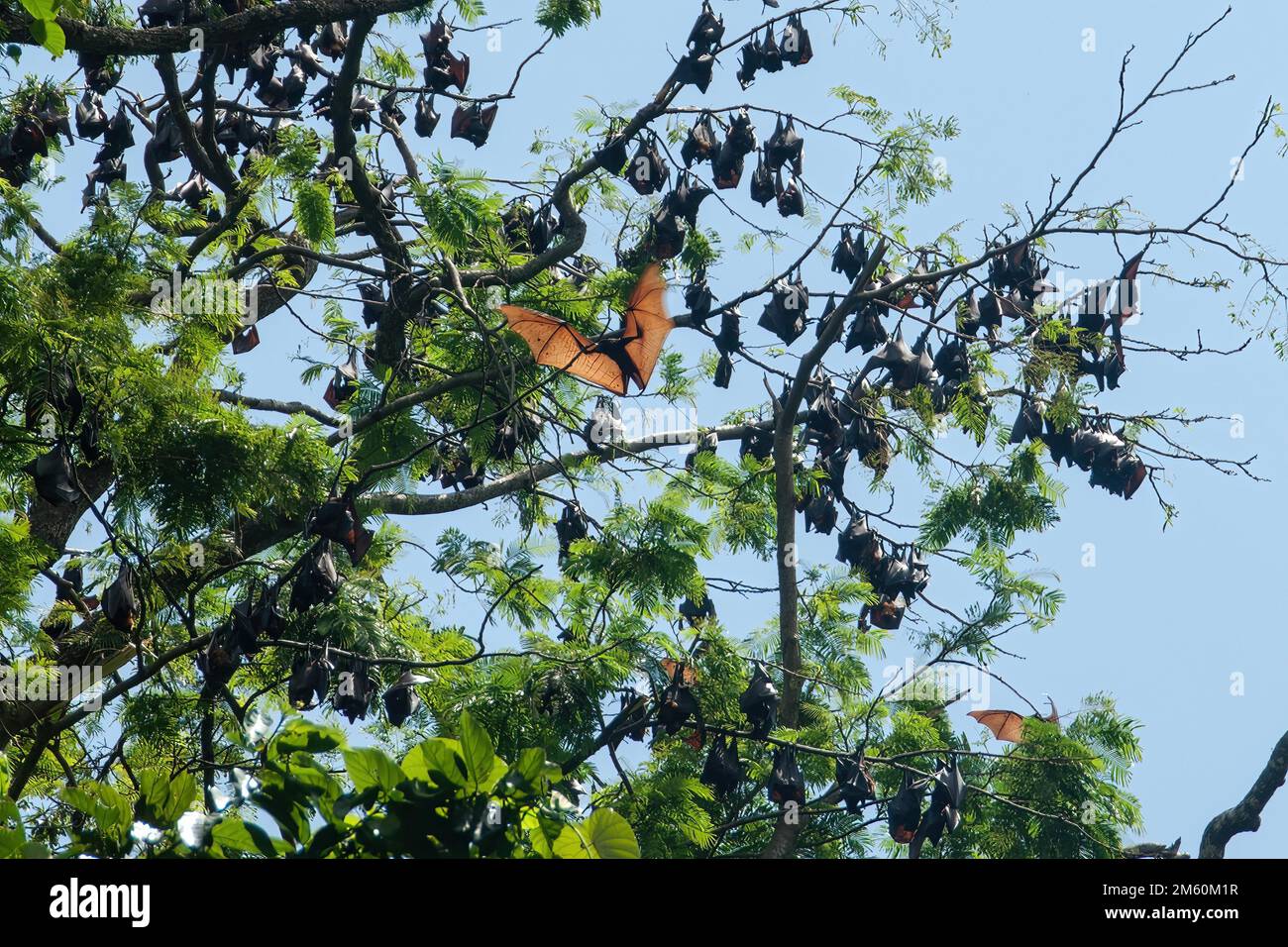 Colonia di volpe volanti con corona d'oro gigante (Acerodon jubatus) pende a testa in giù in salti d'albero vola con le ali di braccia tese, Subic Bay, Luzon Foto Stock