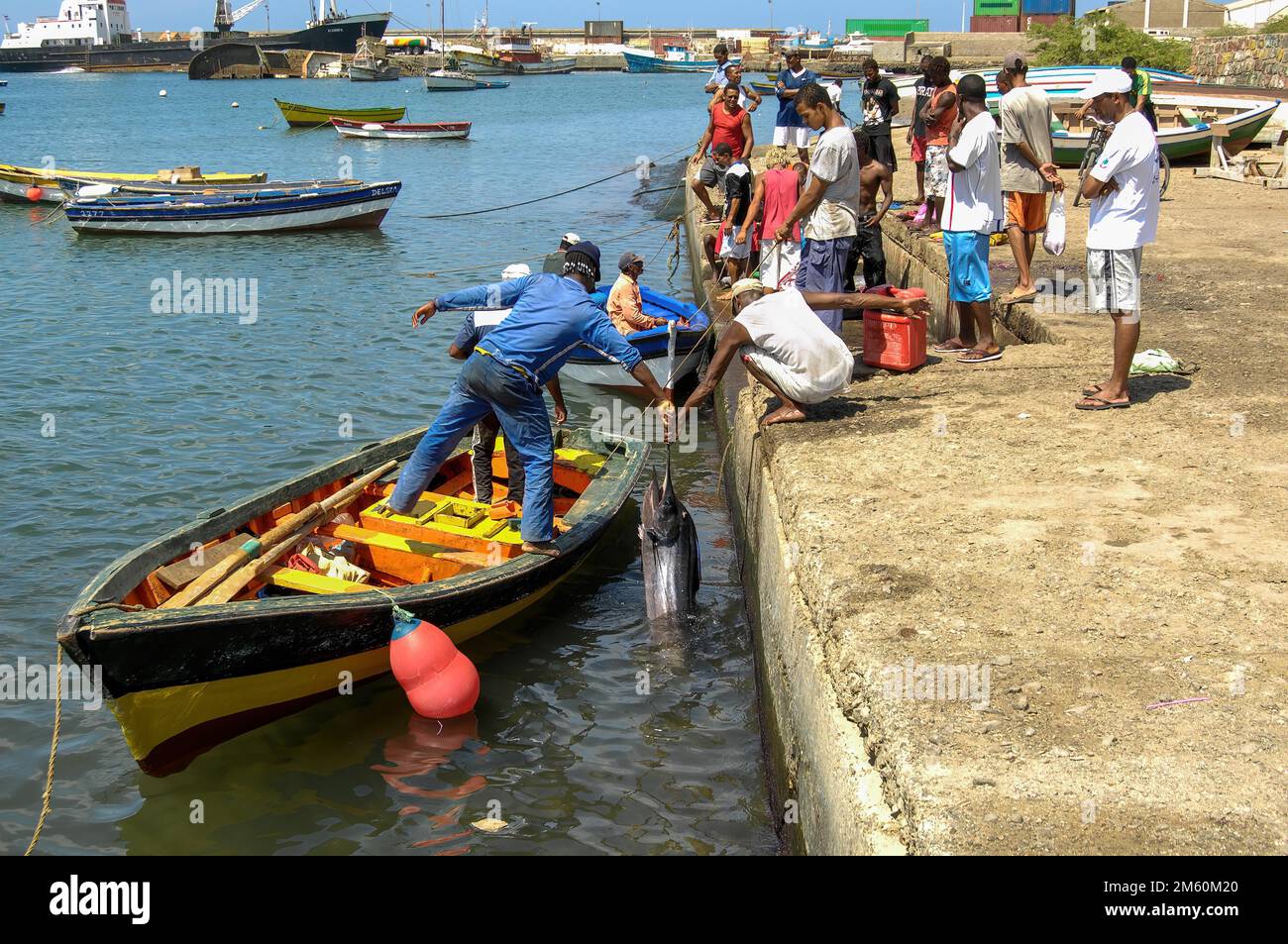 Pescatori locali in piccola barca Barca di legno consegnato alla banchina muro di vendita di pesce pescato atlantico marlin blu (Makaira nigricans) al compratore, isola di SAL Foto Stock