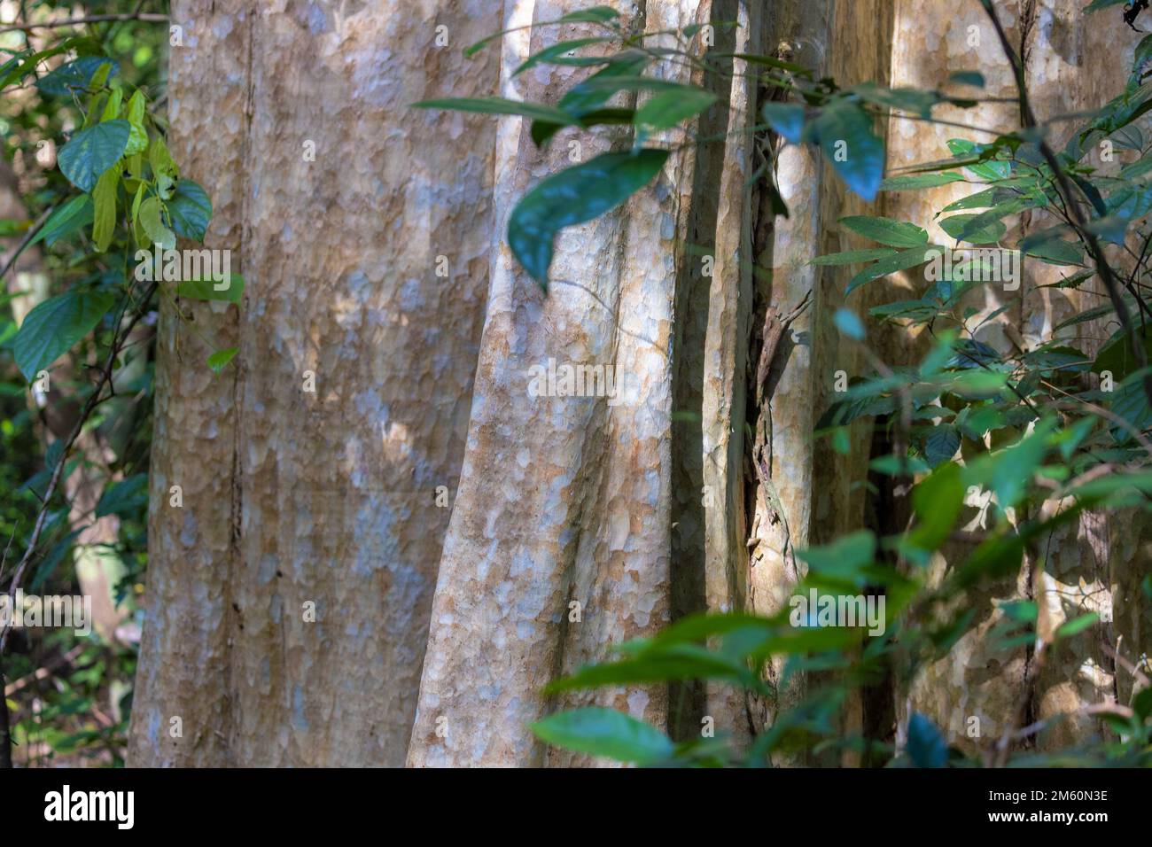 Lagerstroemia caliculata conosciuta come il mirto di colza di Guava Foto Stock