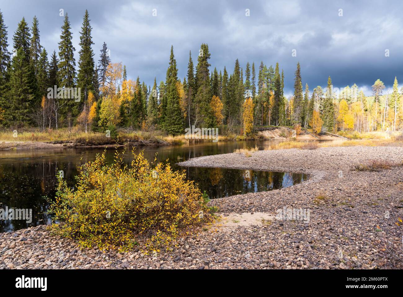 Una macchia di salice che cresce su una riva sabbiosa del fiume Oulanka (Oulankajoki) in un giorno d'autunno nel Parco Nazionale di Oulanka, Finlandia settentrionale Foto Stock