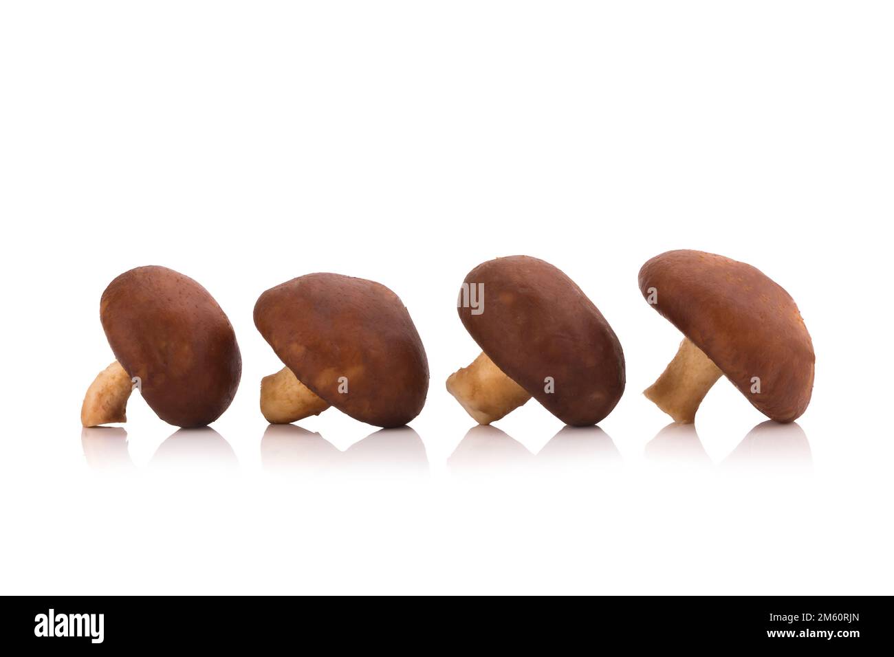 Funghi Shiitake isolato su uno sfondo bianco. Foto Stock