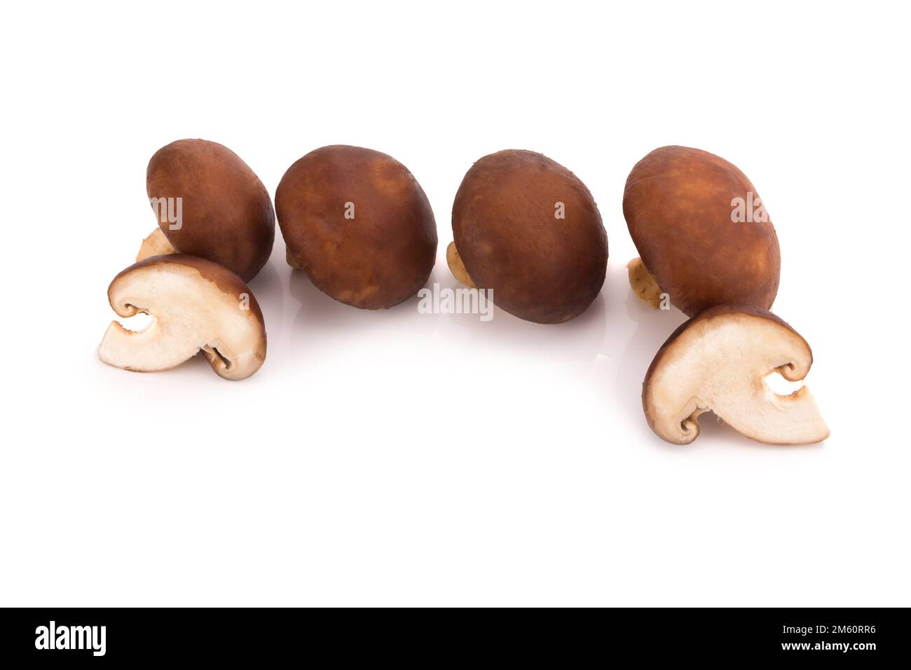 Funghi Shiitake isolato su uno sfondo bianco. Foto Stock