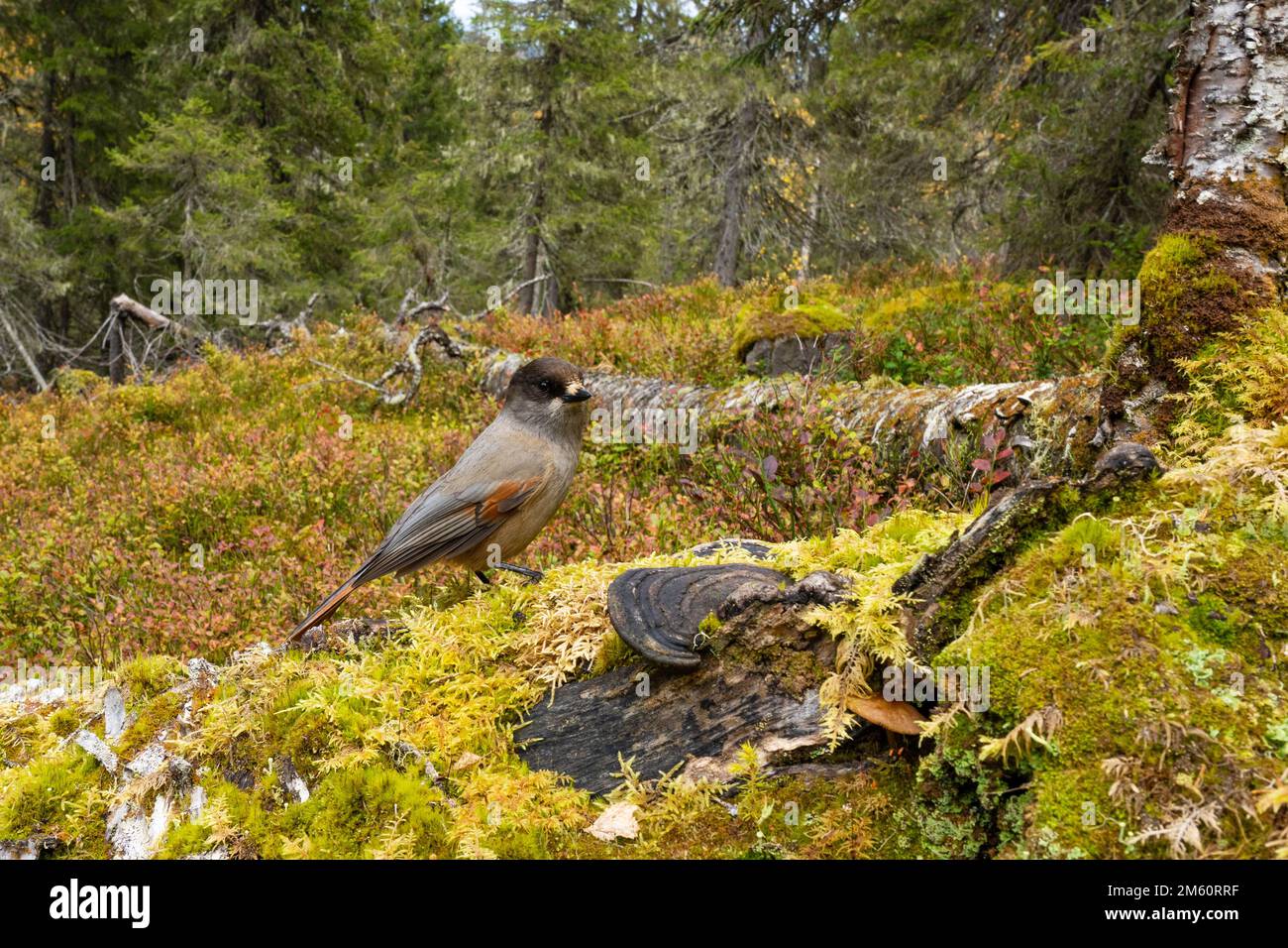 Giara siberiana in un ambiente mossicante in una vecchia foresta di Valtavaara, vicino a Kuusamo, Finlandia settentrionale Foto Stock