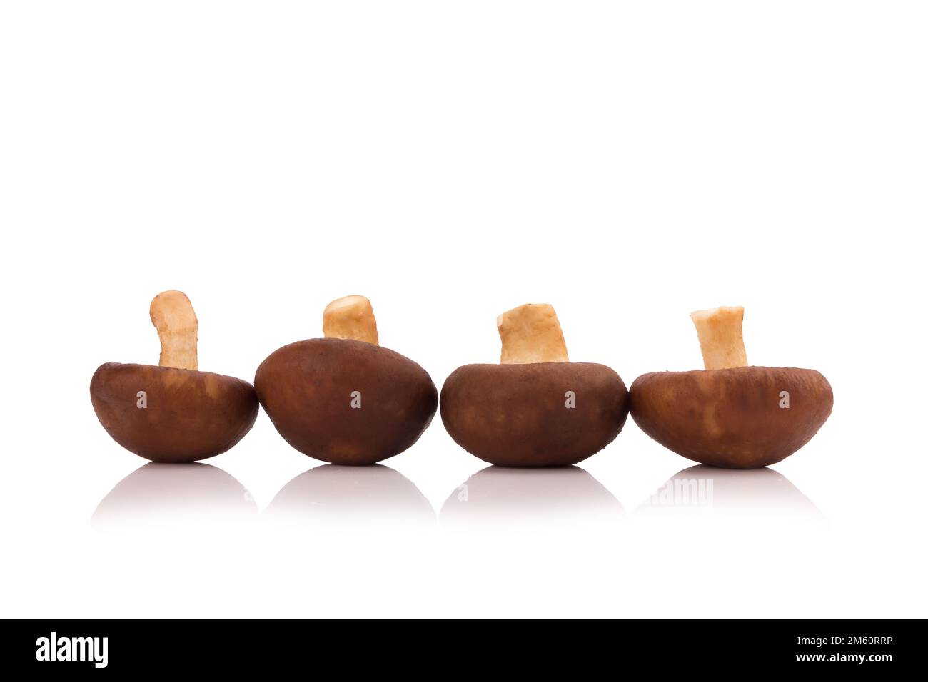 Funghi Shiitake isolato su uno sfondo bianco. Foto Stock