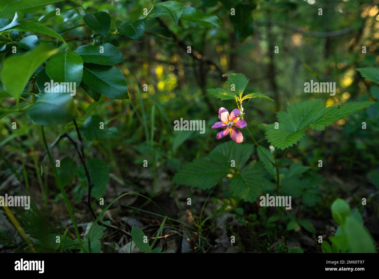 Primo piano di un fiore di mora artico in una serata estiva nella Finlandia settentrionale Foto Stock