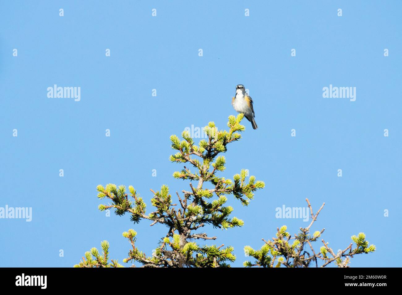 Bluetail di colore rosso che canta sulla cima di un vecchio albero vicino a Kuusamo, Finlandia settentrionale Foto Stock