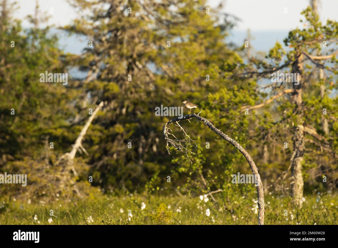 Un piccolo wader allerta, Sandpiper di legno che si erge sulla cima di un albero nel Parco Nazionale Riisitunturi estivo, Finlandia settentrionale Foto Stock