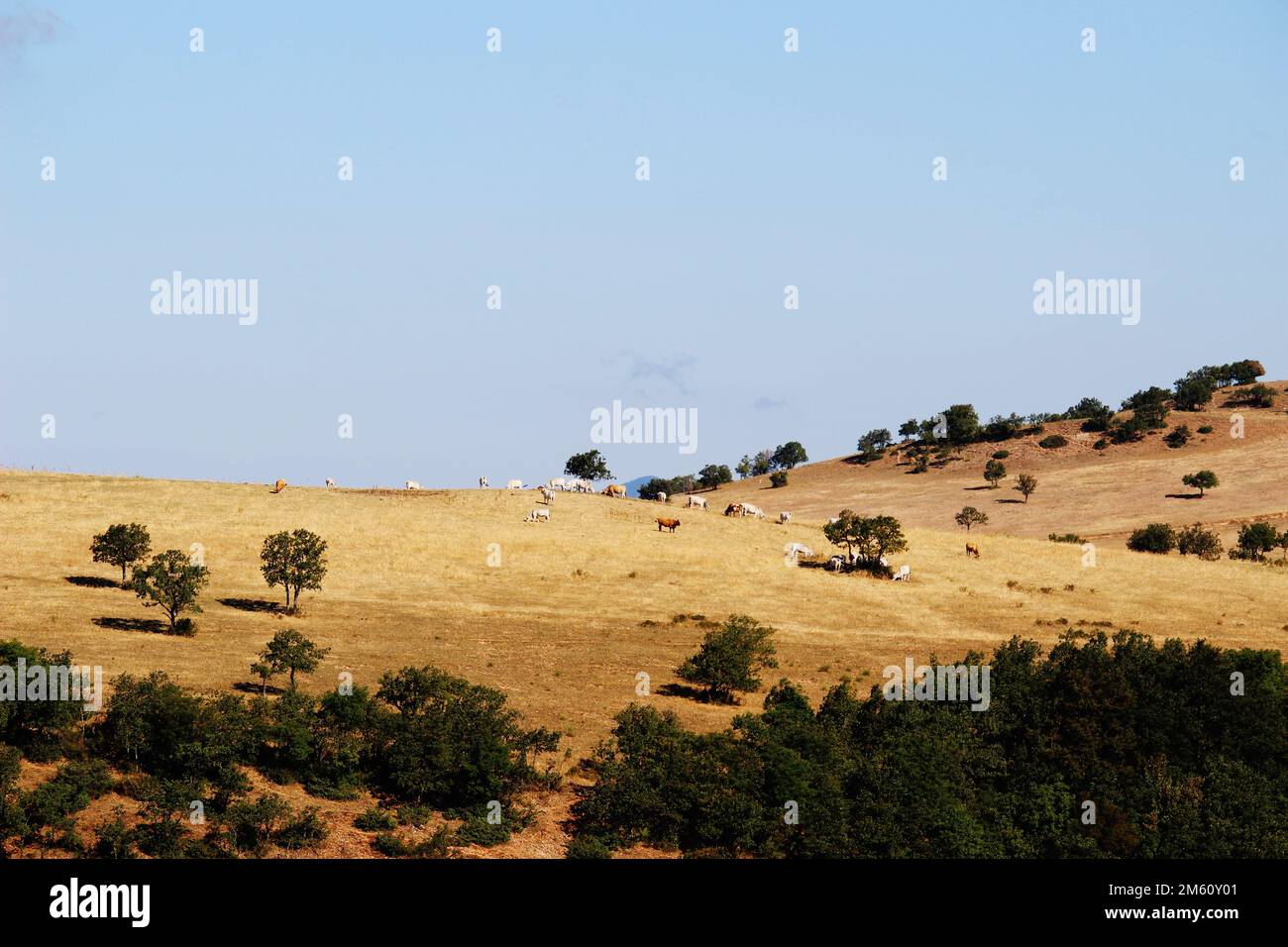 Mucche di montagna Foto Stock