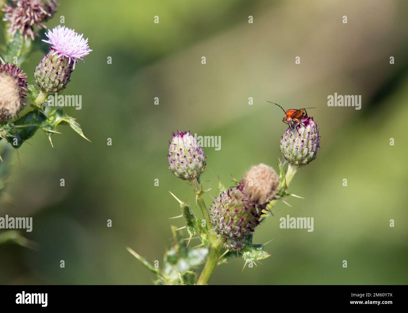 fiori di cardo viola con un coleottero isolato su uno sfondo verde scuro naturale Foto Stock