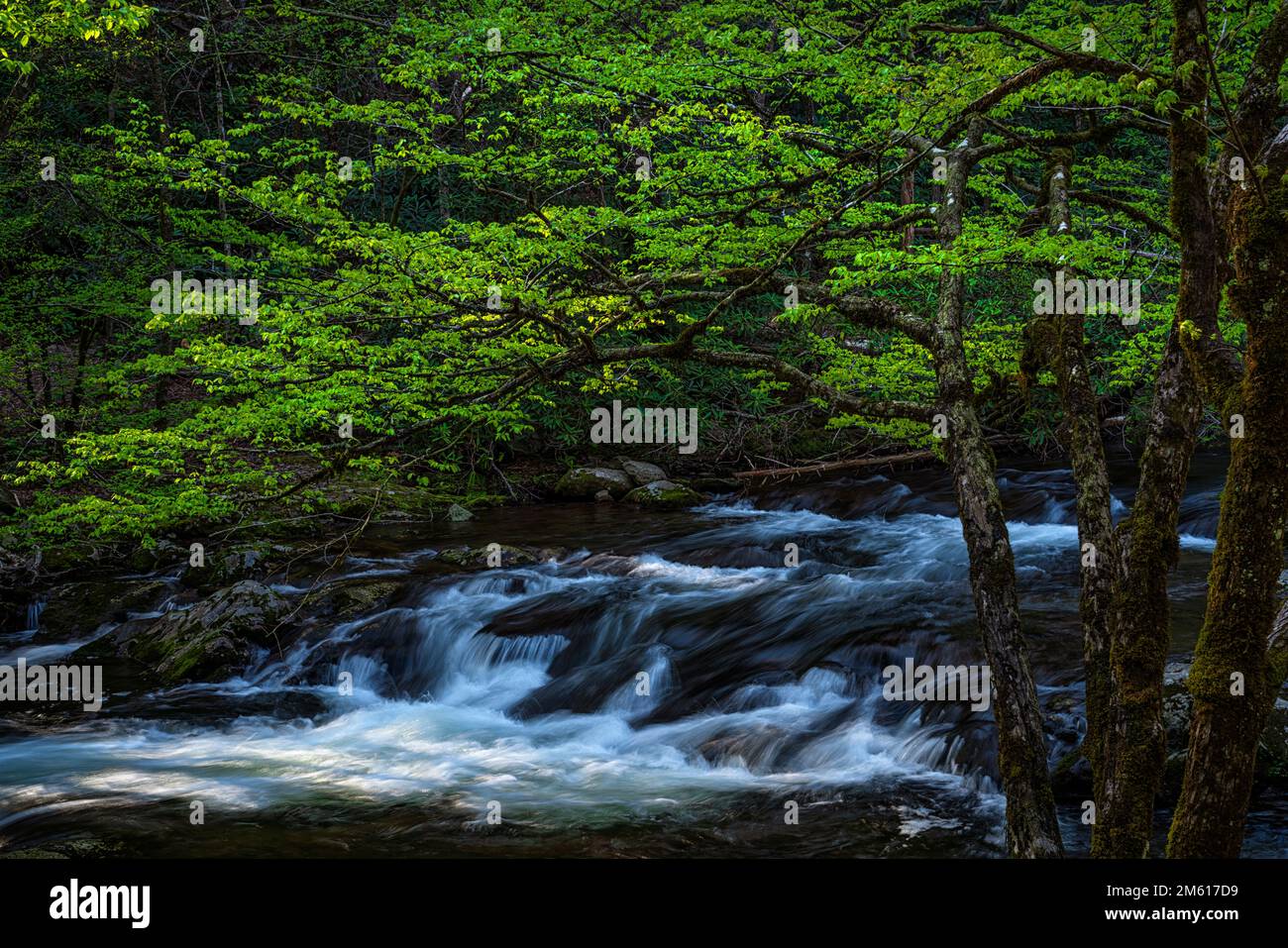 Primavera nella sezione Tremont del Great Smoky Mountains National Park nel Tennessee Foto Stock