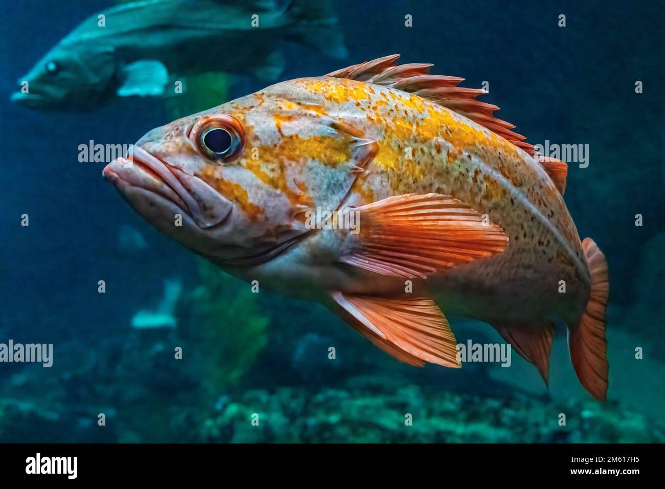 Un variopinto pesce pescato al Monterey Bay Aquarium di Monterey, California Foto Stock