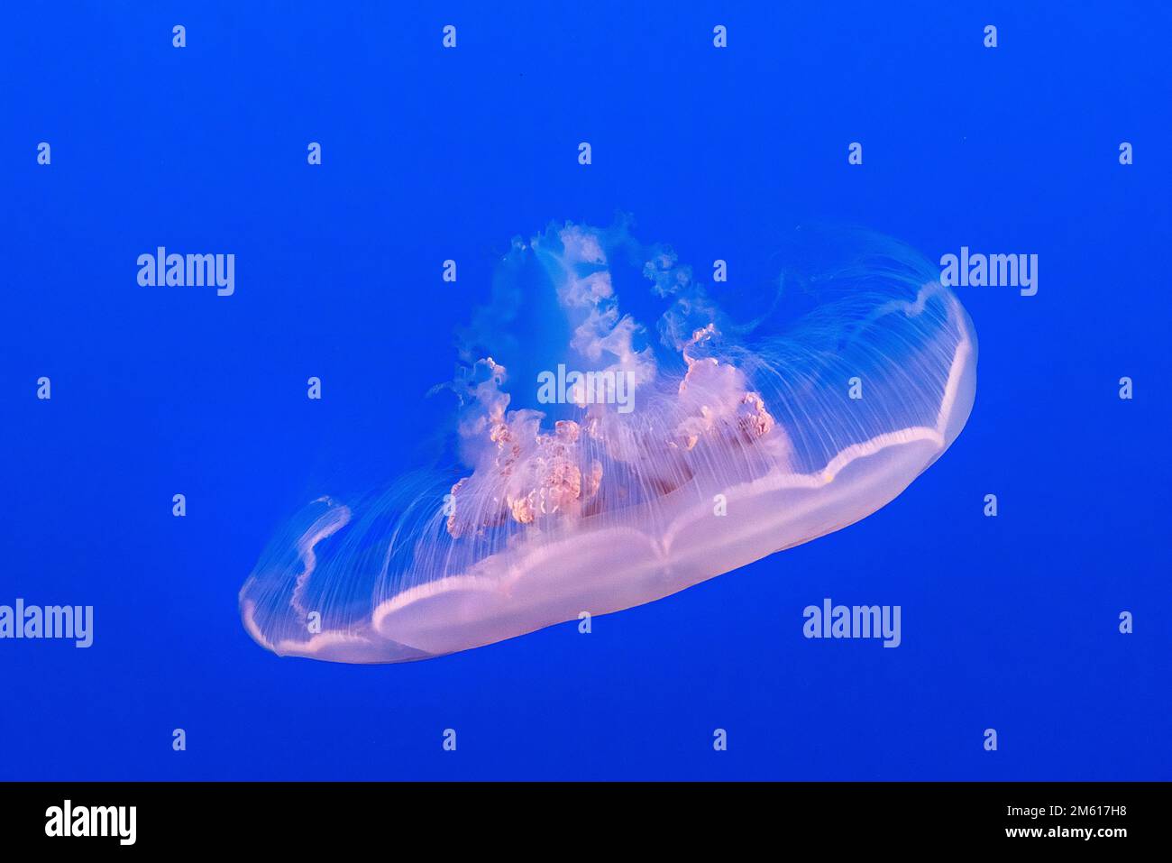 Meduse lunari (Aurelia labiata) all'Acquario della baia di Monterey a Monterey, California Foto Stock