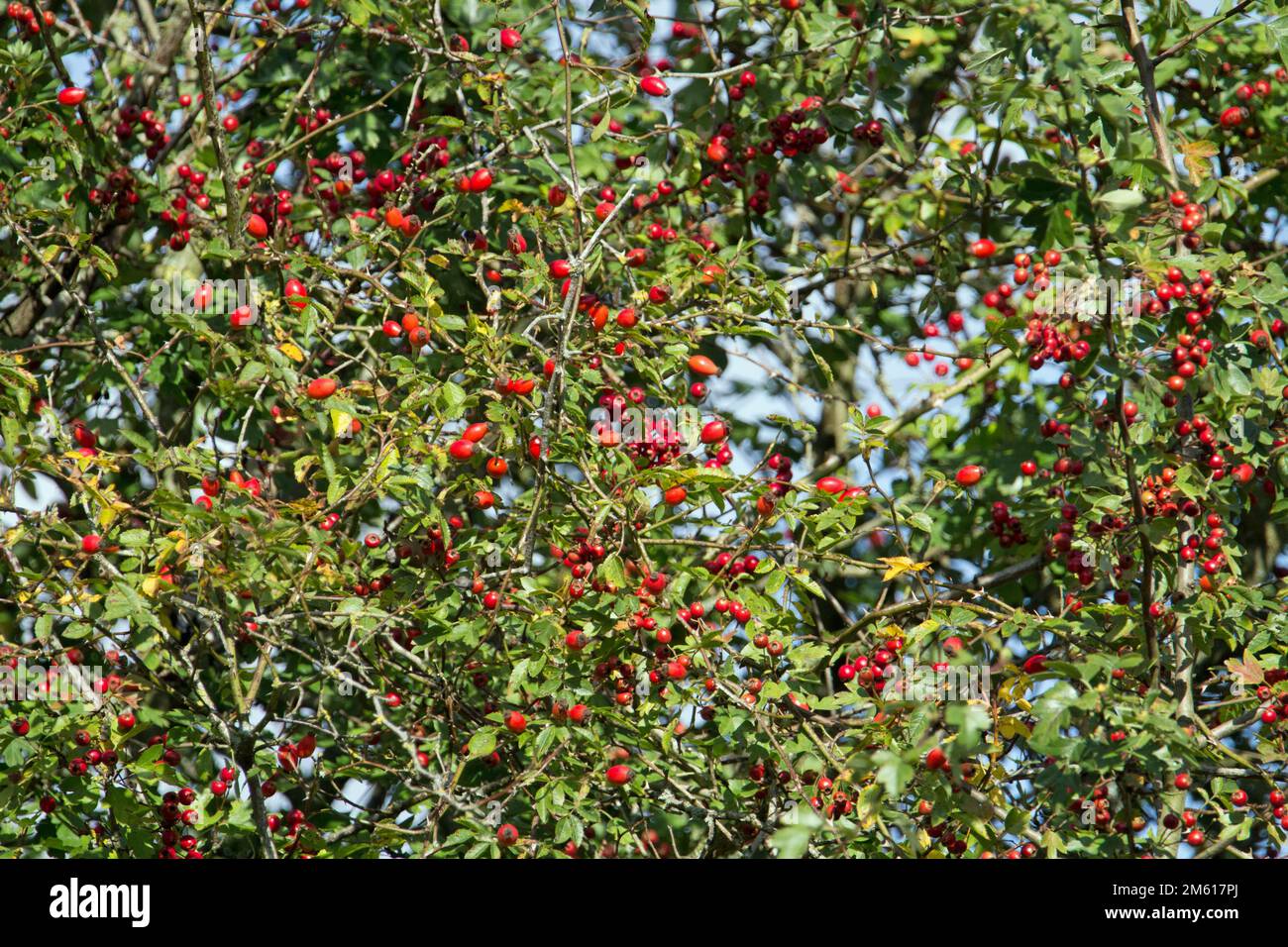 Frutto rosso brillante del biancospino comune (Crataegus monogyna) Foto Stock