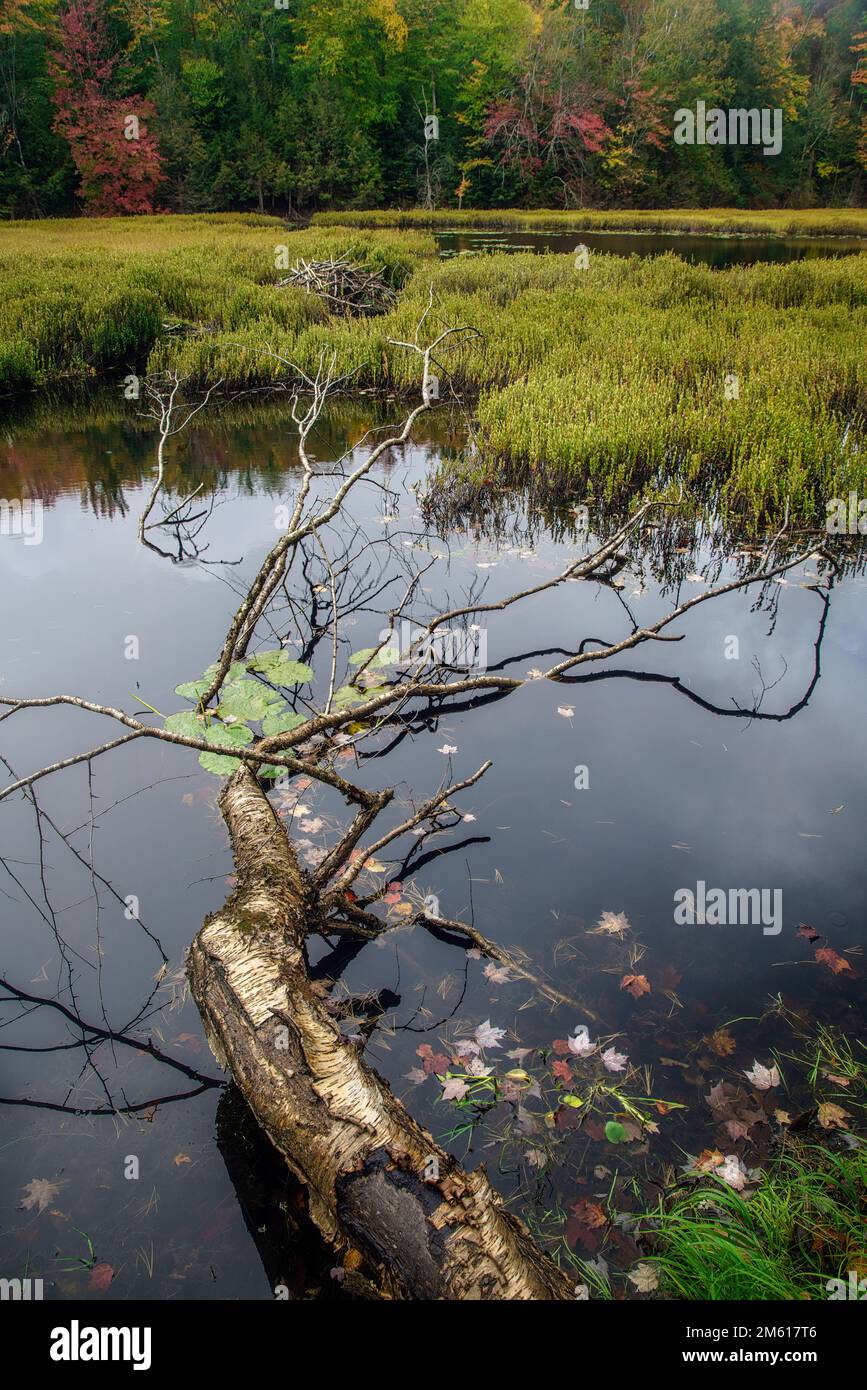 Albero sommerso e foglie autunnali nella paludi della Hiawatha National Forest vicino a Munising, Michigan Foto Stock
