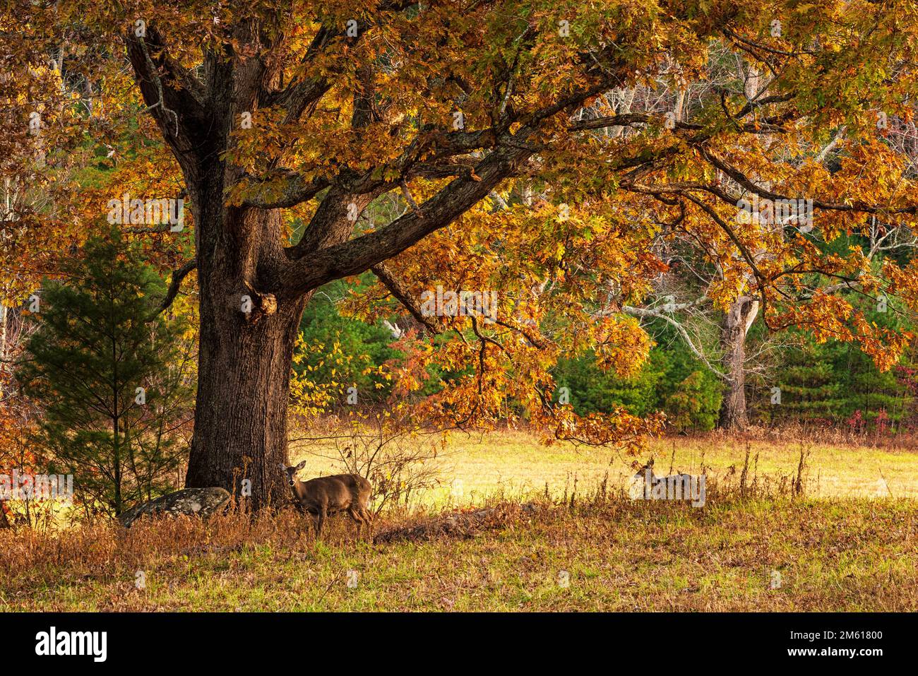 I cervi riposano sotto una grande quercia durante l'autunno nella sezione di Cades Cove del Parco Nazionale delle Great Smoky Mountains nel Tennessee Foto Stock