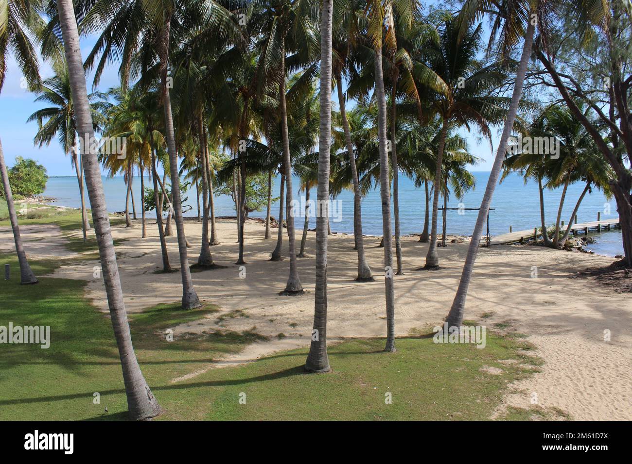 spiaggia di sabbia dorata con palme e un mare azzurro sullo sfondo Foto Stock