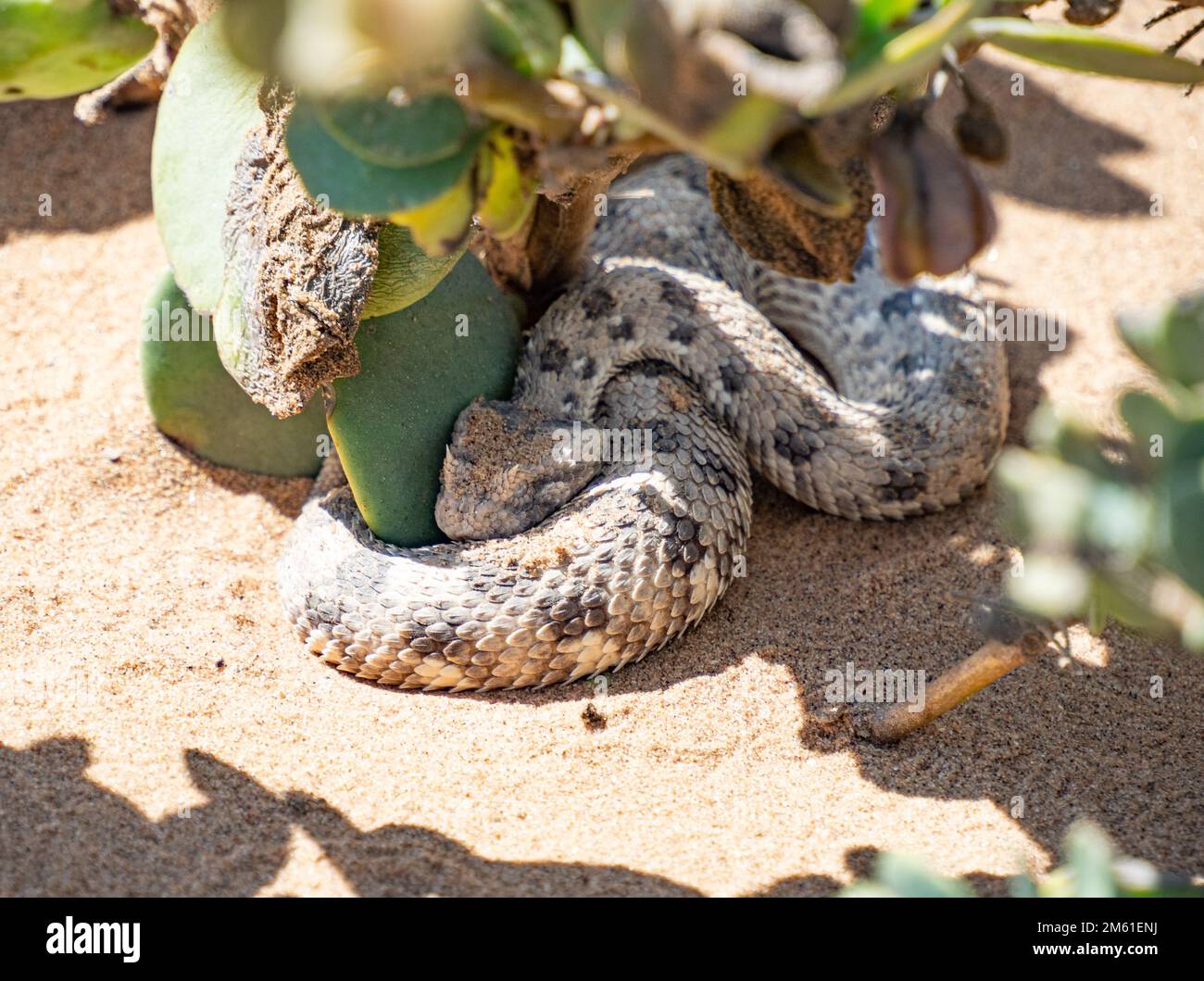 Adder cornuto (Bitis caudalis), un serpente velenoso originario del deserto del Namib in Namibia, Africa Foto Stock