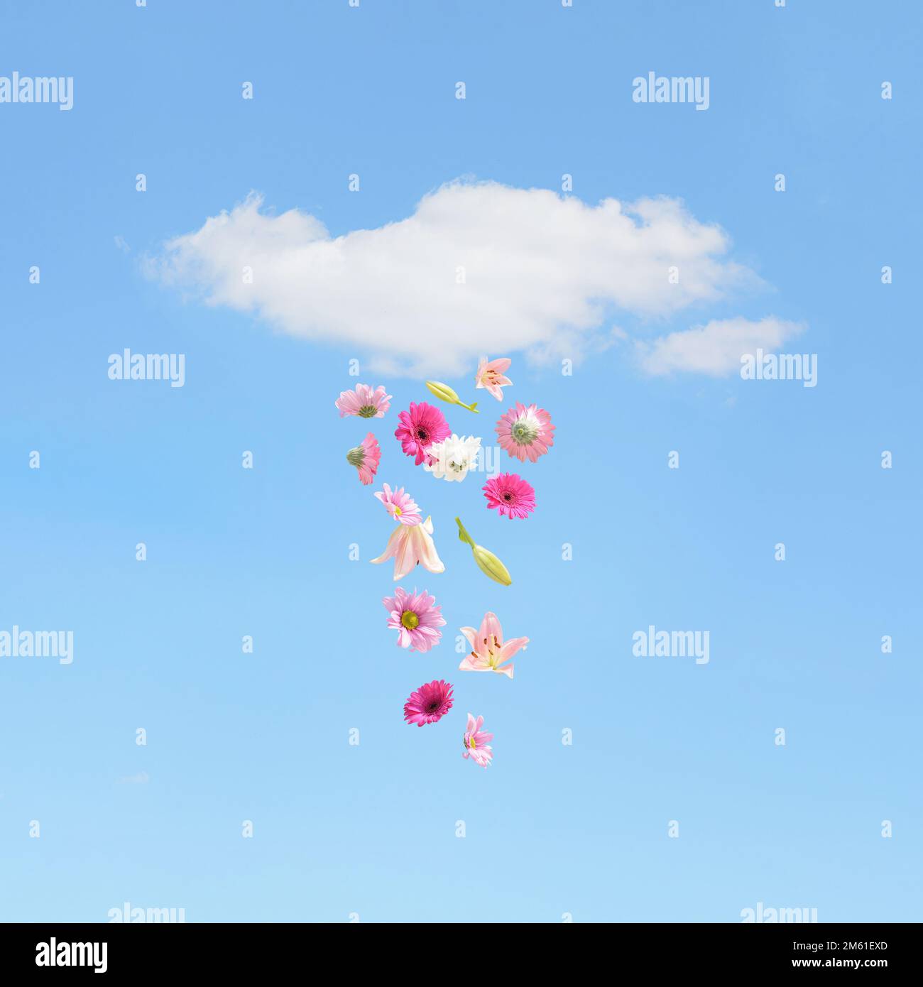 Fiori estivi colorati che volano dalla nuvola bianca e soffice. Blu cielo sfondo. Estetica surreale all'aperto concetto di natura. Idea pioggia di sole. Foto Stock