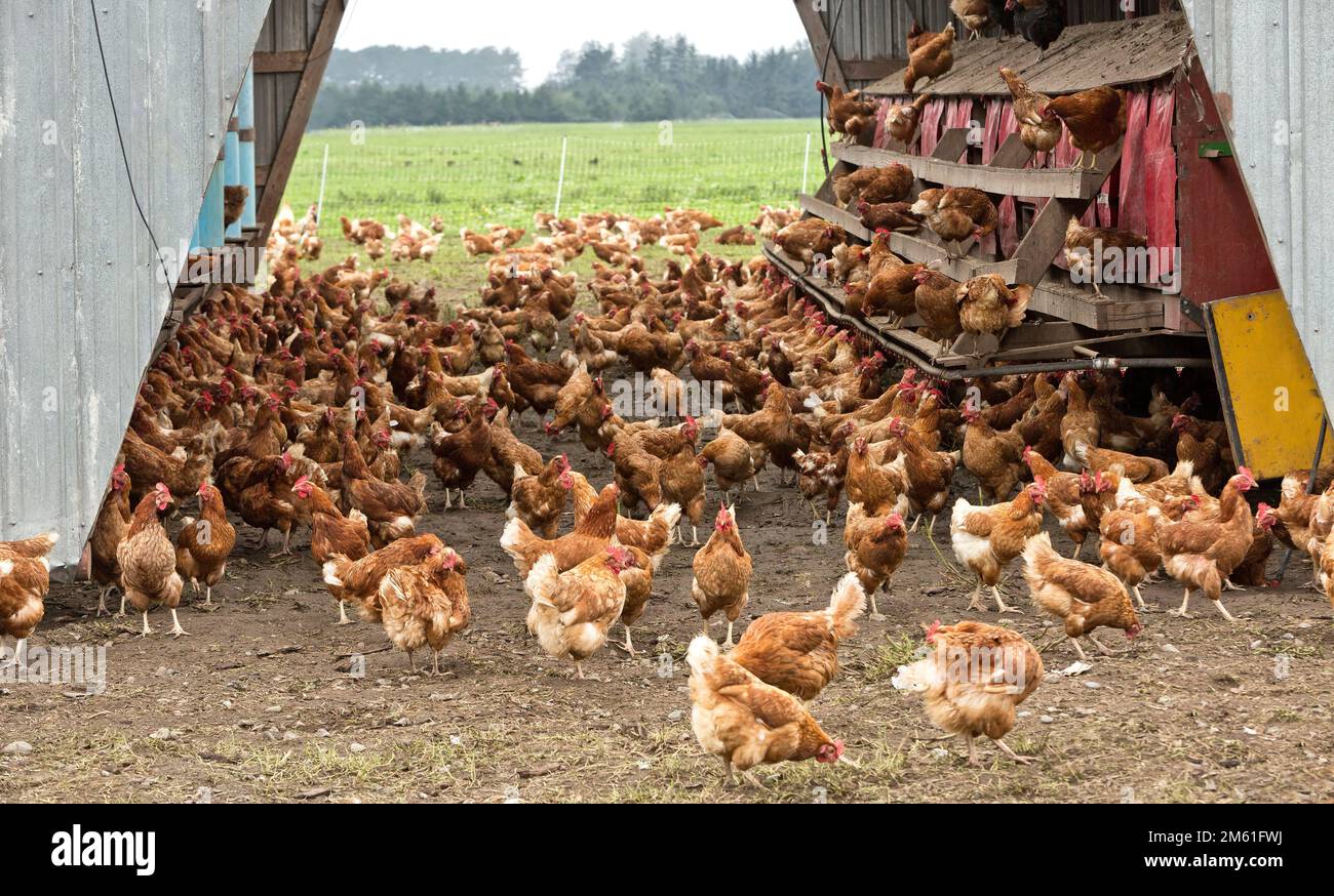 Free Range galline ovaiole biologiche, pollame casa portatile, Rhode Island Reds, California. Foto Stock