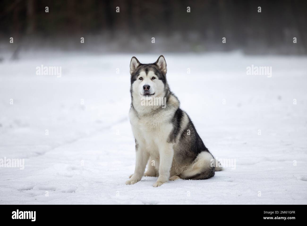 Malamute Dog è seduto su Snowy Ground in inverno. Scatto fotografico per ritratti all'aperto. Foto Stock