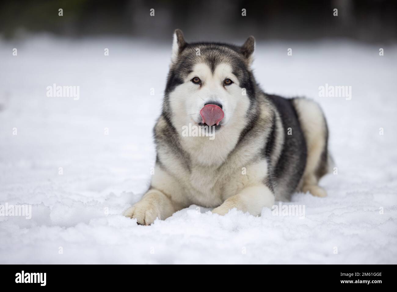 Malamute Dog è sdraiato su terreno innevato in inverno. Scatto fotografico per ritratti all'aperto. Foto Stock