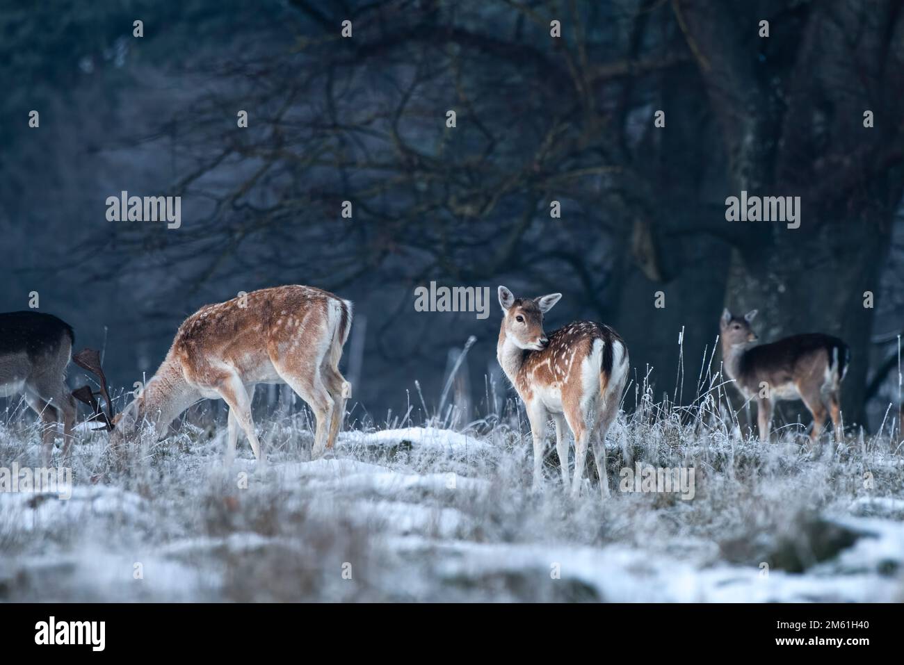 La crosta di daino grooming nella neve d'inverno al crepuscolo. Foto Stock
