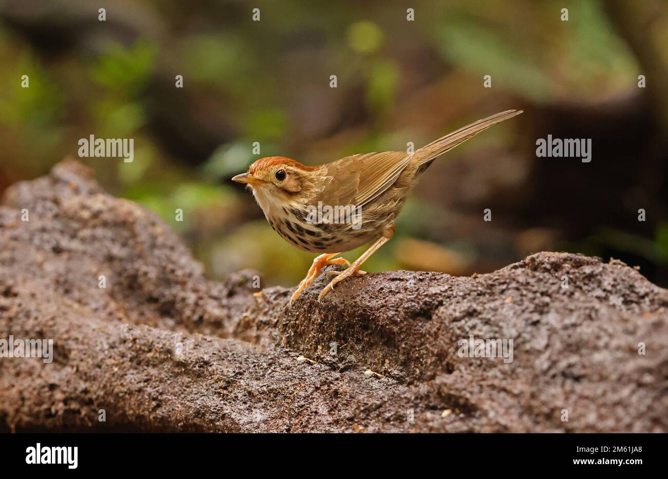 Bambino soffiato (Pellorneum ruficeps) adulto in piedi sulla roccia Cat Tien, Vietnam. Dicembre Foto Stock