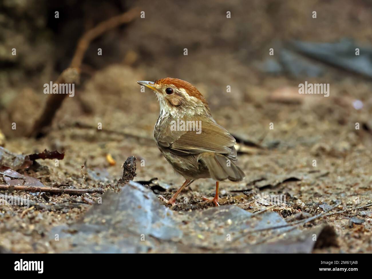 Bambino soffiato (Pellorneum ruficeps) adulto in piedi sul pavimento della foresta Cat Tien, Vietnam. Dicembre Foto Stock