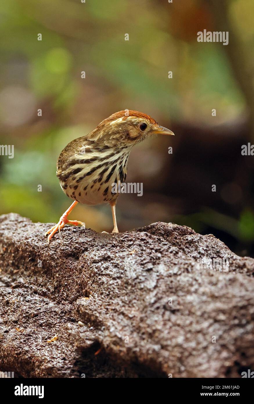 Bambino soffiato (Pellorneum ruficeps) adulto in piedi sulla roccia Cat Tien, Vietnam. Dicembre Foto Stock