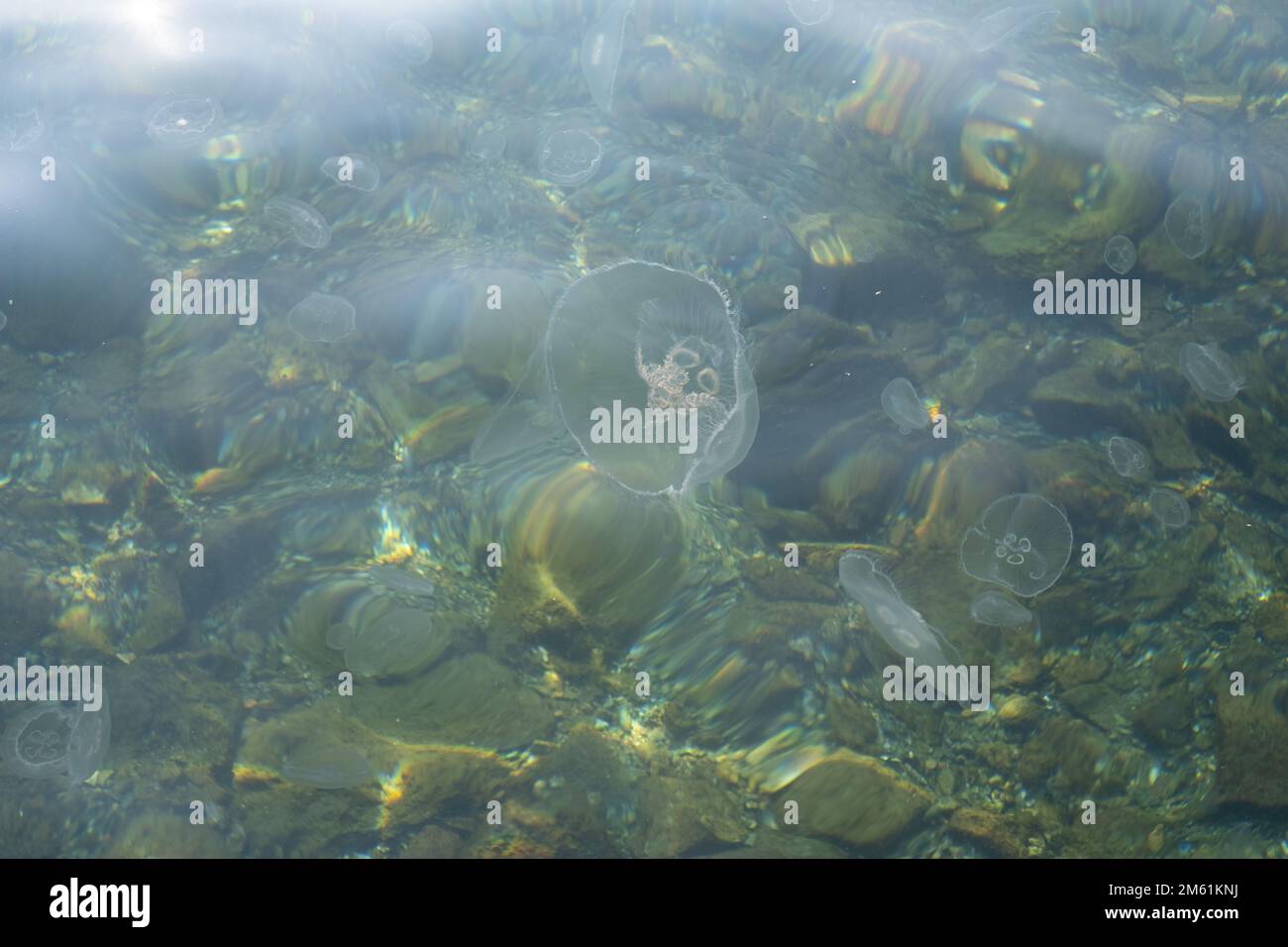 Un gruppo di meduse che nuotano in acqua. Medusa galleggiante. Foto Stock