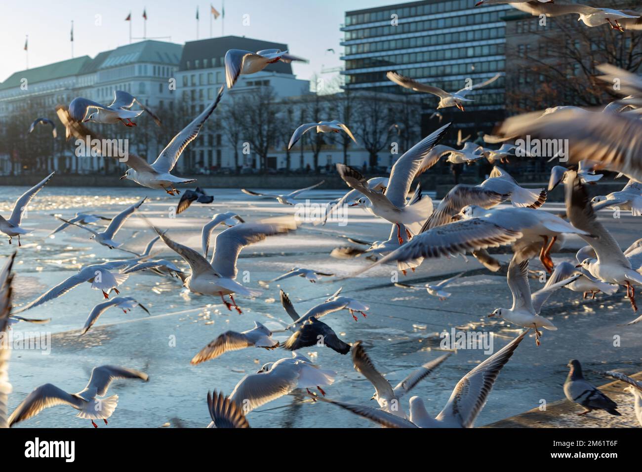 un gruppo di gabbiani nel lago interno di amburgo Foto Stock