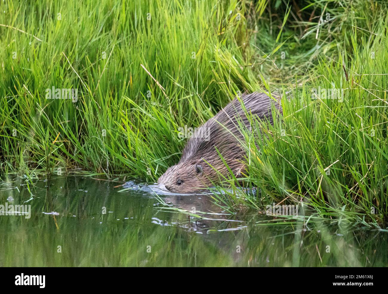 Costruzione della diga di Beavers, Perthshire, Scozia Foto Stock