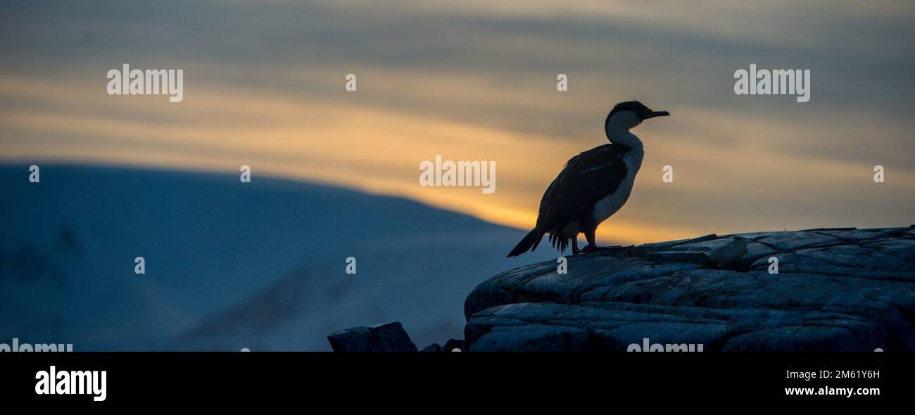 Shag dagli occhi azzurri ( Phalacrocorax atriceps ) a Portal Point sulla penisola antartica Foto Stock