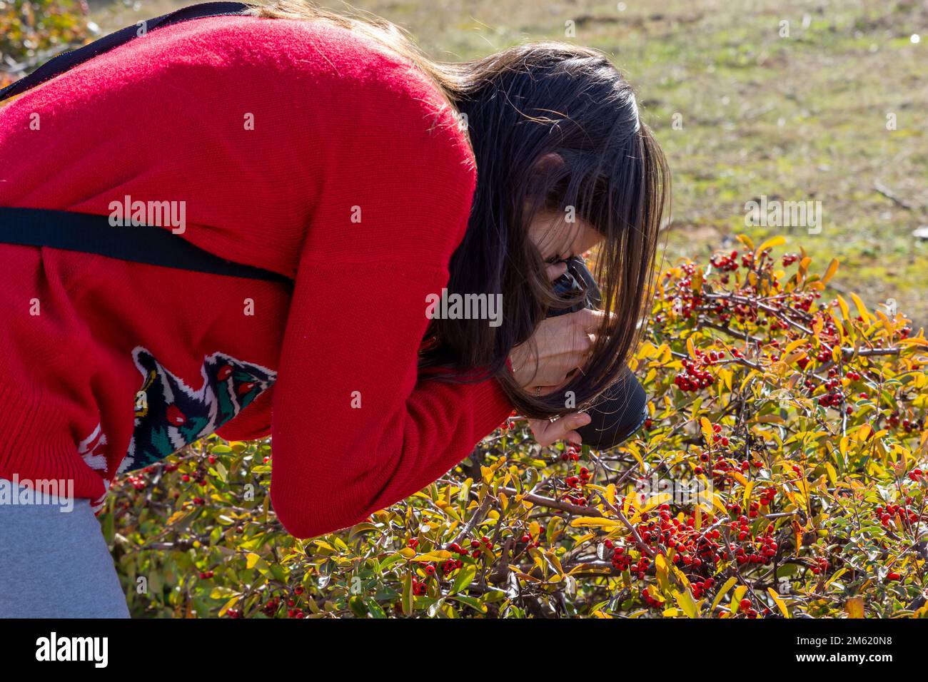 Giovane donna brunetta caucasica fotografando bacche rosse da un cespuglio Foto Stock