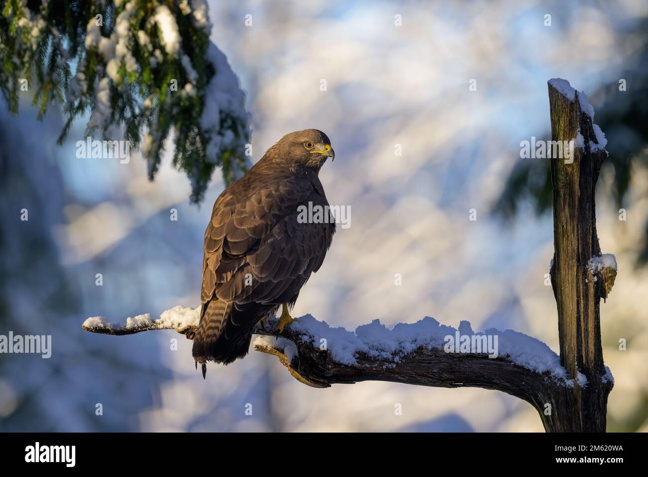 Poiana comune europea (Buteo buteo) nella foresta vinicola con neve Foto Stock