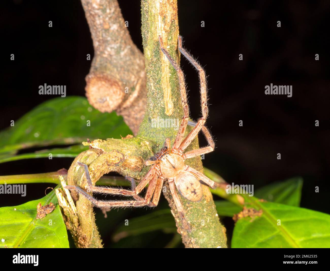 Huntsman Spider (Meri sp. Sparassidae) nella foresta pluviale di notte, provincia di Orellana, Ecuador Foto Stock