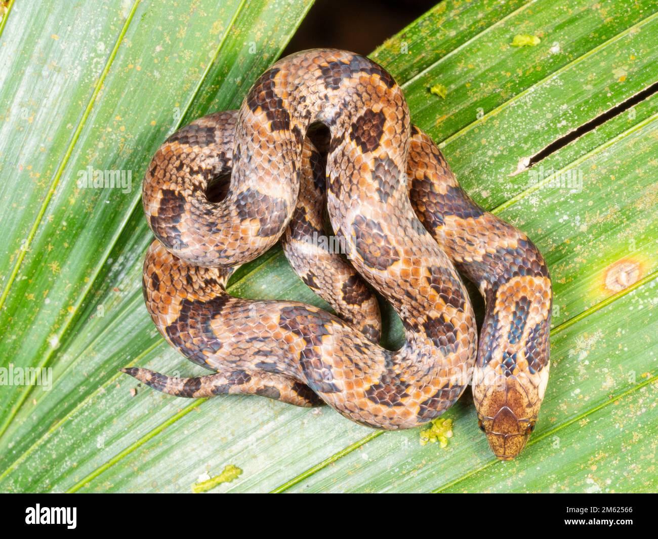 Serpente grande terreno (Atractus alapponi) nella foresta pluviale di notte, provincia di Orellana, Ecuador Foto Stock