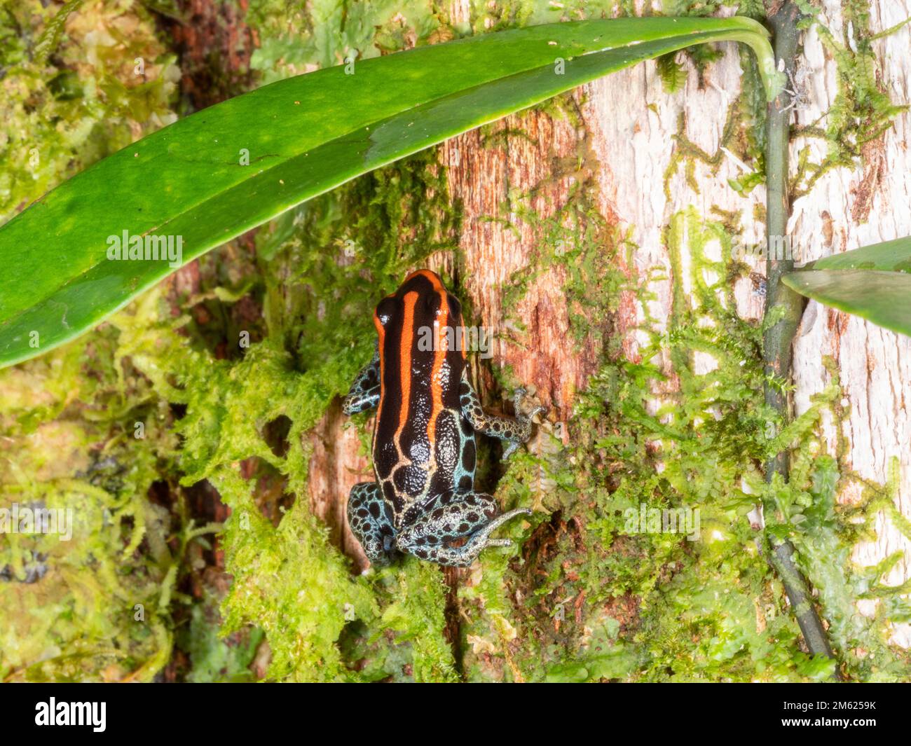 Rana di veleno reticolata (Ranitomeya ventrimaculata) che sale su un tronco di albero nella foresta pluviale, provincia di Orellana, Ecuador Foto Stock