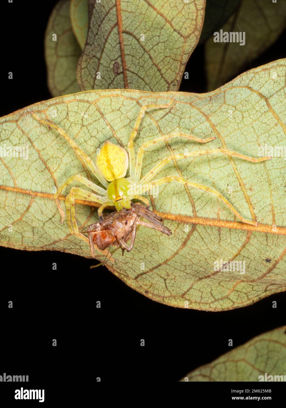 Huntsman Spider (Macrinus sp. Sparassidae) mangiare un cricket nella foresta pluviale, provincia di Orellana, Ecuador Foto Stock
