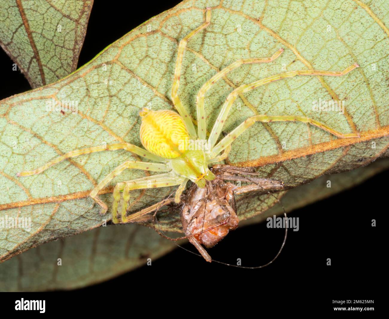 Huntsman Spider (Macrinus sp. Sparassidae) mangiare un cricket nella foresta pluviale, provincia di Orellana, Ecuador Foto Stock