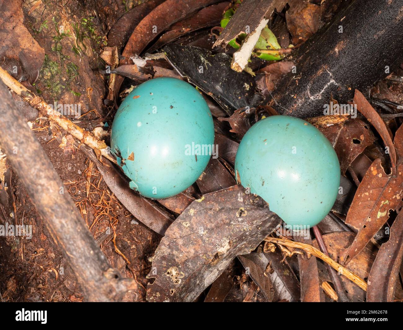 Un nido abbandonato del Tinamou ondulato (Crypturellus undulatus), provincia di Orellana, Ecuador Foto Stock