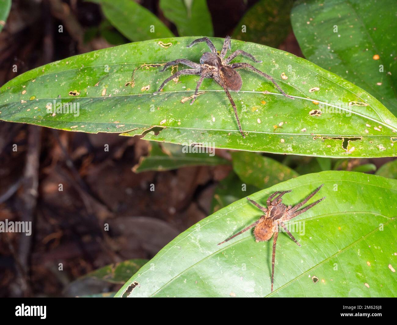 Due ragni girovaganti tropicali (Ctenus sp. Ctenidae) nella foresta pluviale, provincia di Orellana, Ecuador Foto Stock