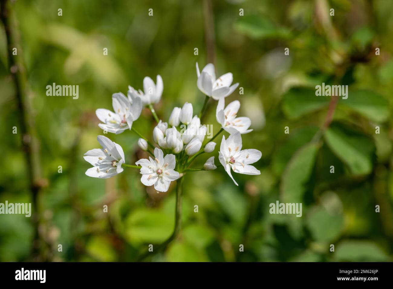 Primo piano di aglio bianco (allio napolitanum) fiori in fiore Foto Stock